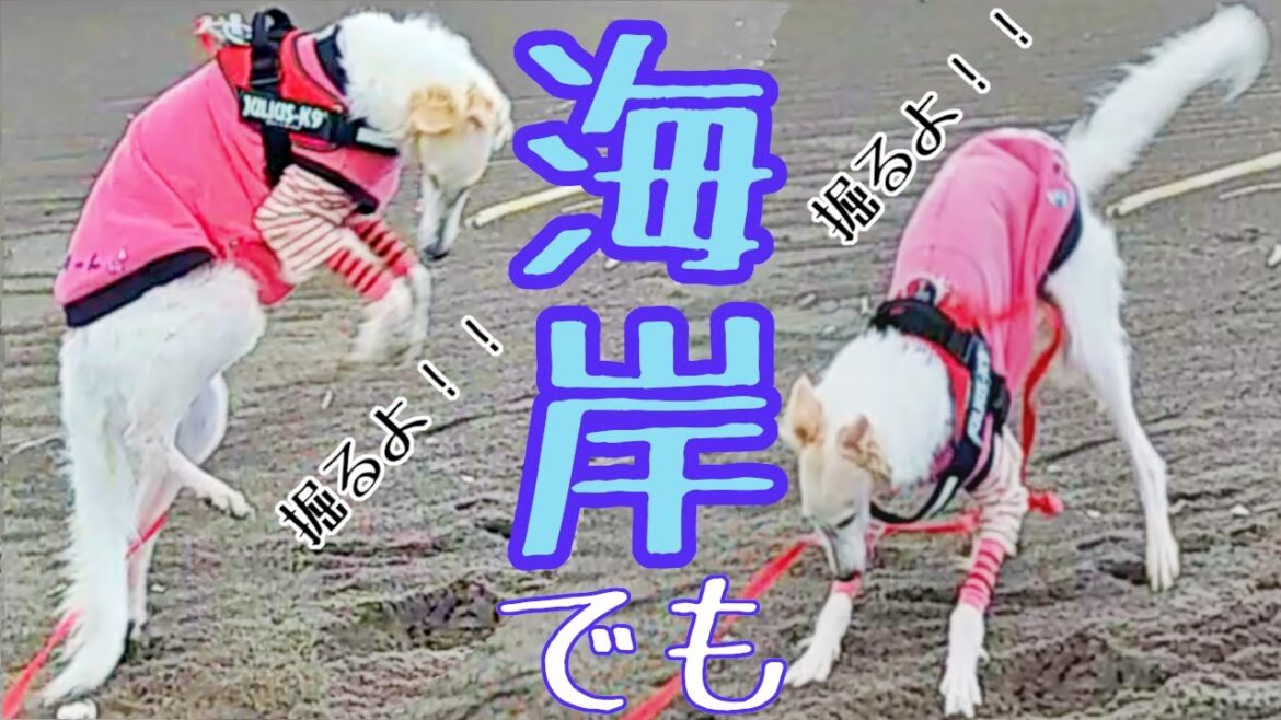 【ボルゾイ】大型犬が海岸でも楽しそうに砂を掘って遊ぶ【超大型犬】