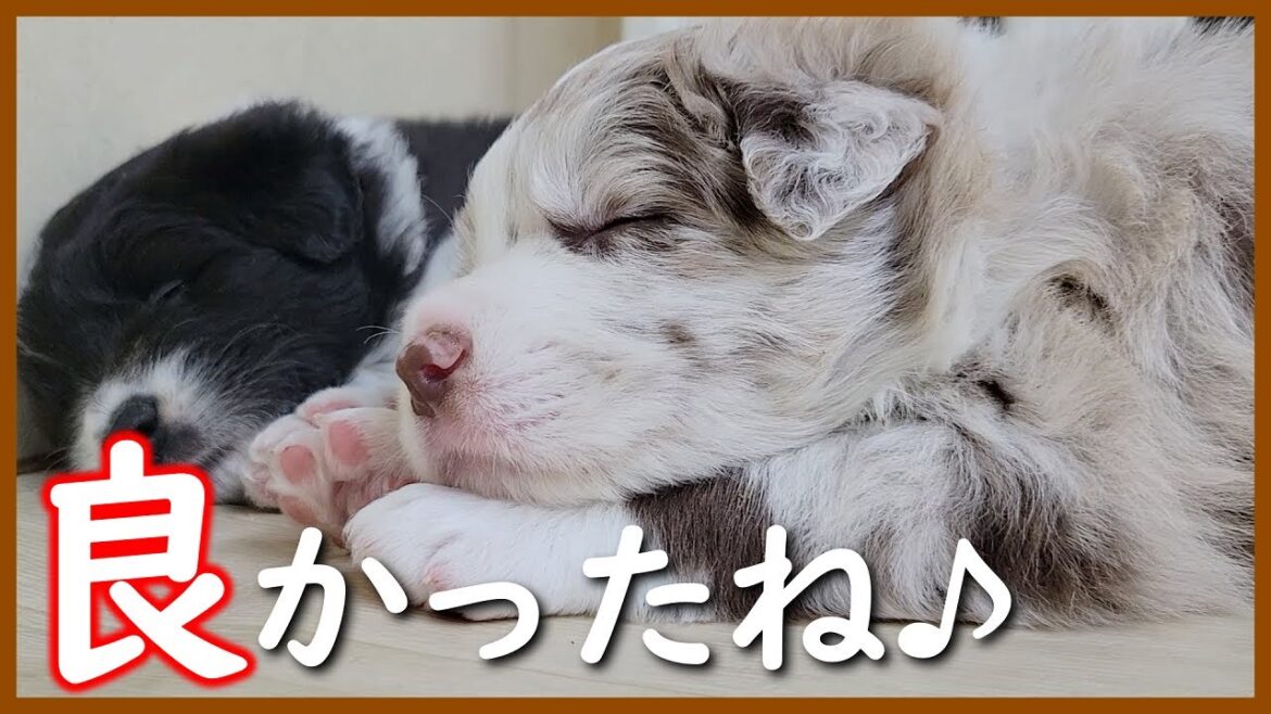 【子犬の成長】同じ器で食事をする生後28日の子犬たちが可愛すぎる！【ボーダーコリー】