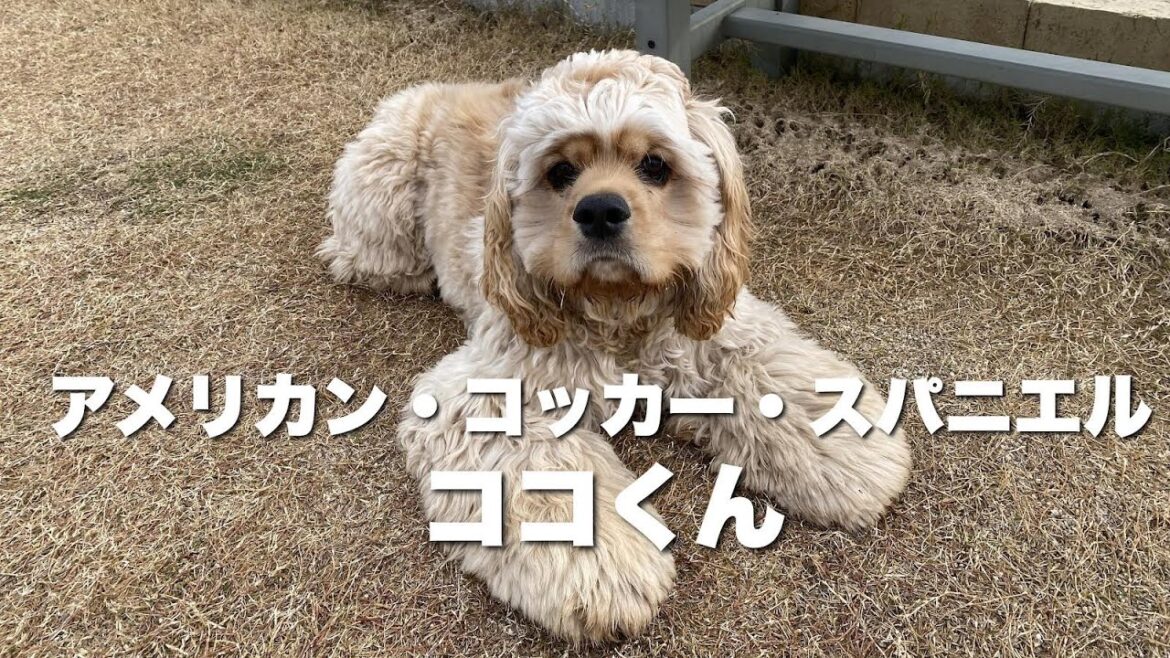 アメリカンコッカースパニエル ココくん【American cocker spaniel】 アメリカンコッカースパニエル ココくん【American cocker spaniel】