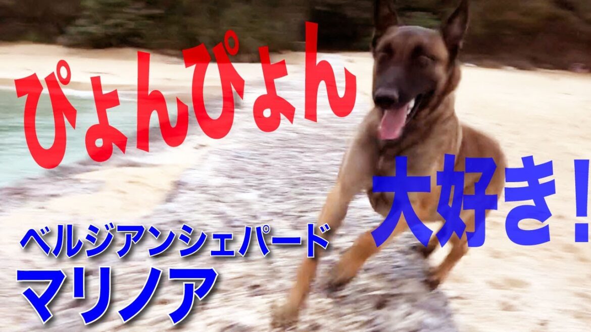 【跳ねる大型犬マリノア】(ベルジアンシェパード)。ホント身軽な犬種です。Malinois likes hopping anywhere.