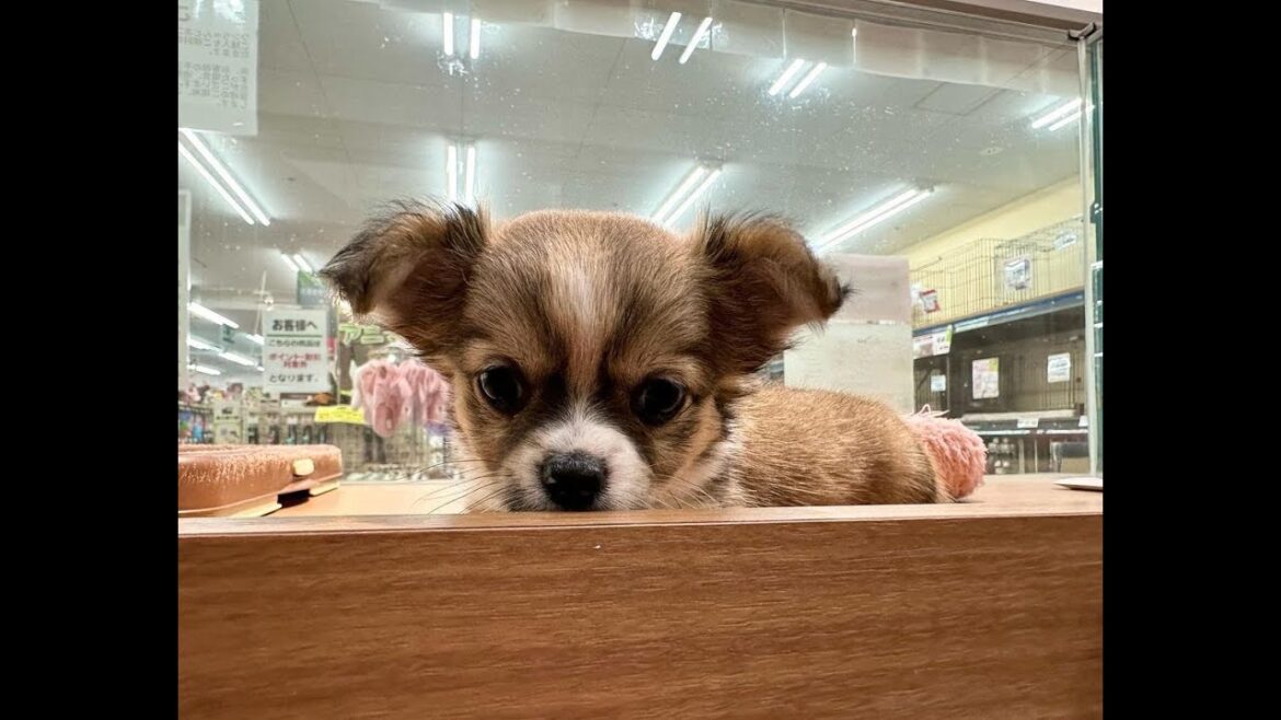 かわいい犬紹介 ロングコートチワワ【横浜ペットショップ ベルドック】#shorts #犬のいる暮らし