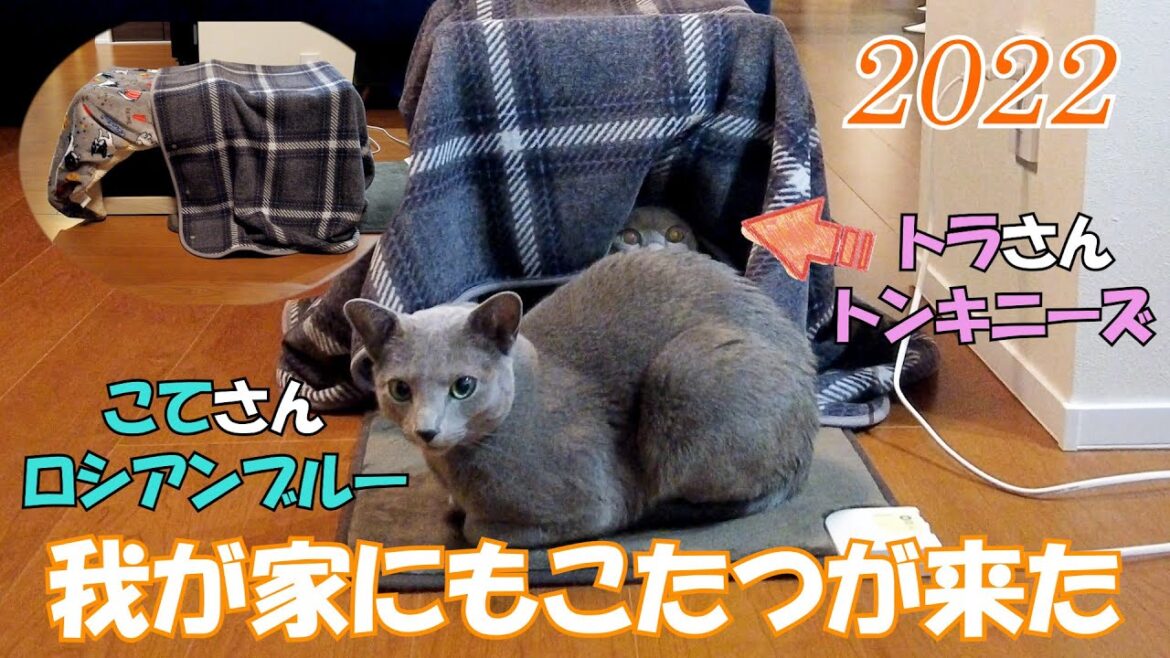 【新年】【ロシアンブルー×トンキニーズ】2022年 今日からまたよろしくお願いいたします（＃88）