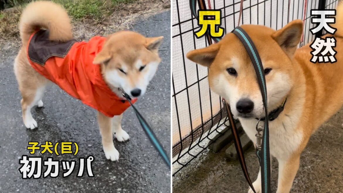 兄柴に全部もってかれた子犬(巨)の初カッパ散歩は大成功でした笑 兄柴に全部もってかれた子犬(巨)の初カッパ散歩は大成功でした笑