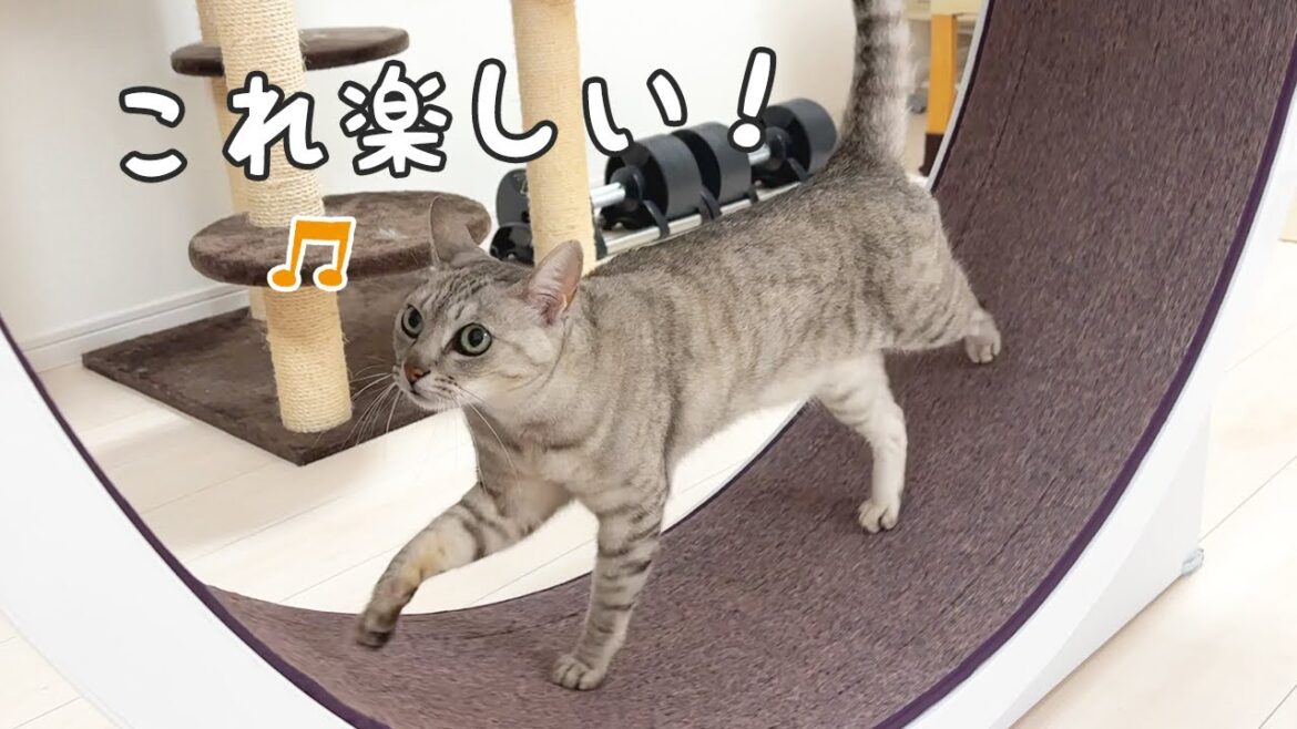 最近また回し車ブームが来た猫たち! 最近また回し車ブームが来た猫たち!