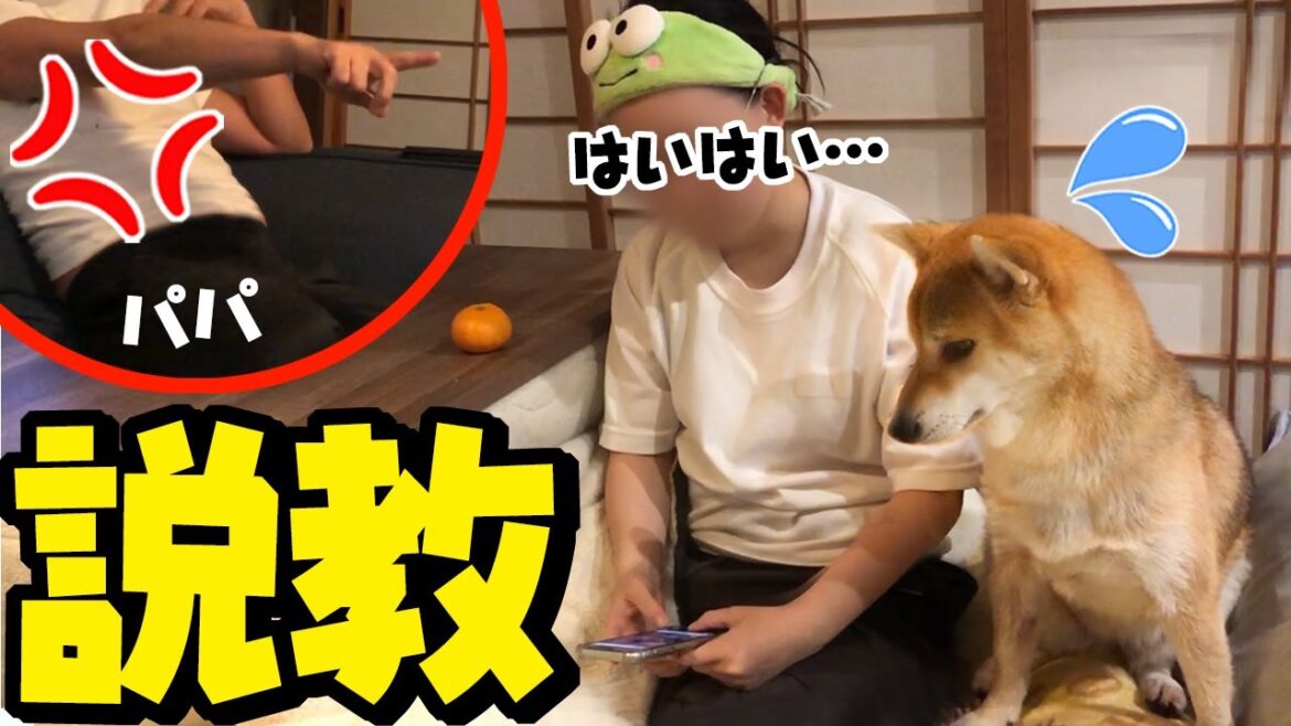 パパの説教を娘より真剣に聞く姉柴犬 パパの説教を娘より真剣に聞く姉柴犬