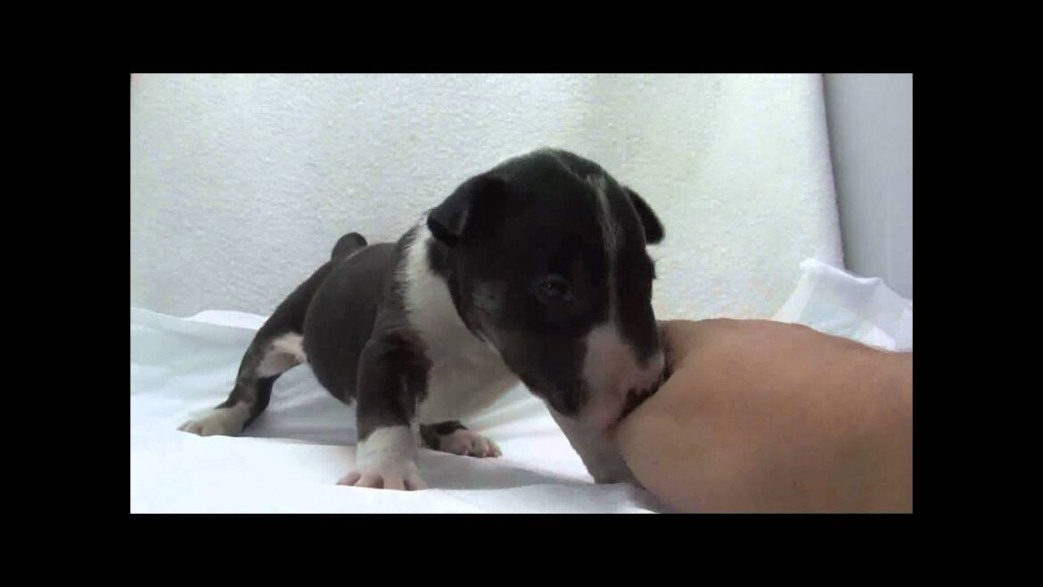 ミニチュアブルテリアの子犬10