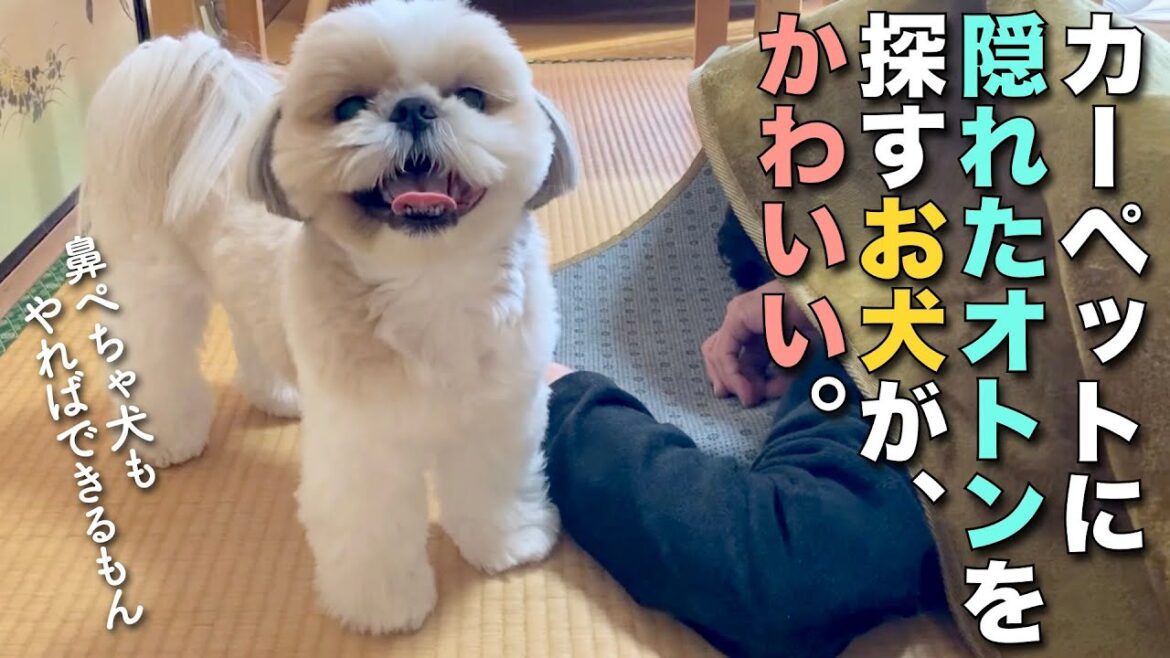 【シーズー】カーペットに隠れたオトンを探すお犬がかわいい w【215】 【シーズー】カーペットに隠れたオトンを探すお犬がかわいい w【215】