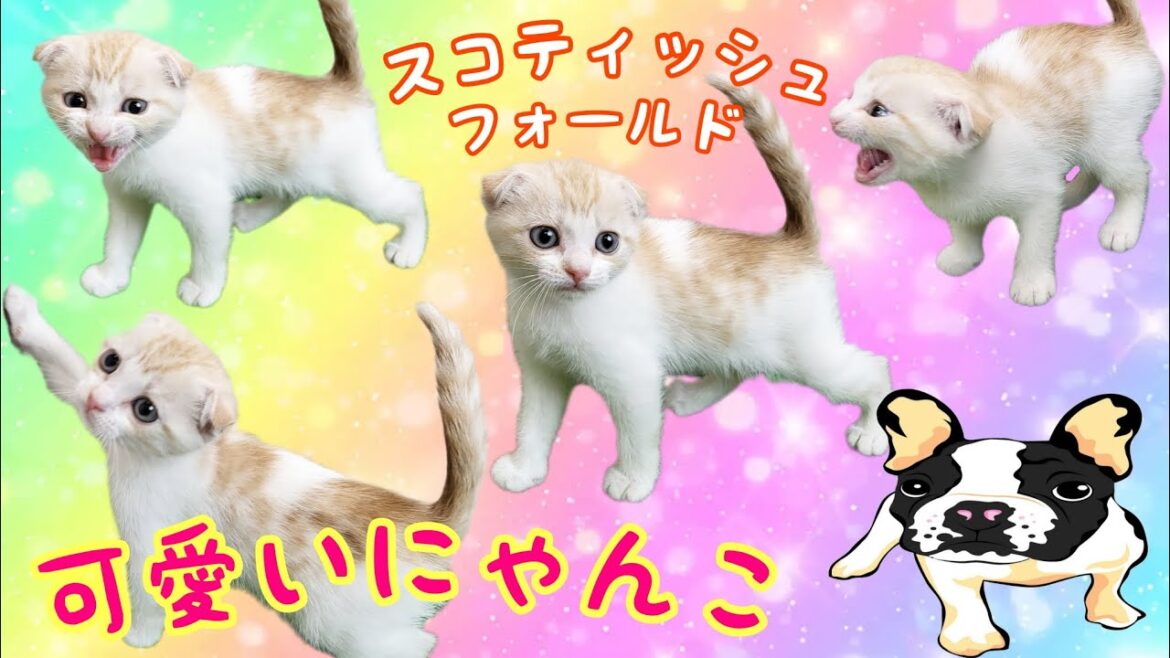スコティッシュフォールド・子猫【川崎小田栄店】