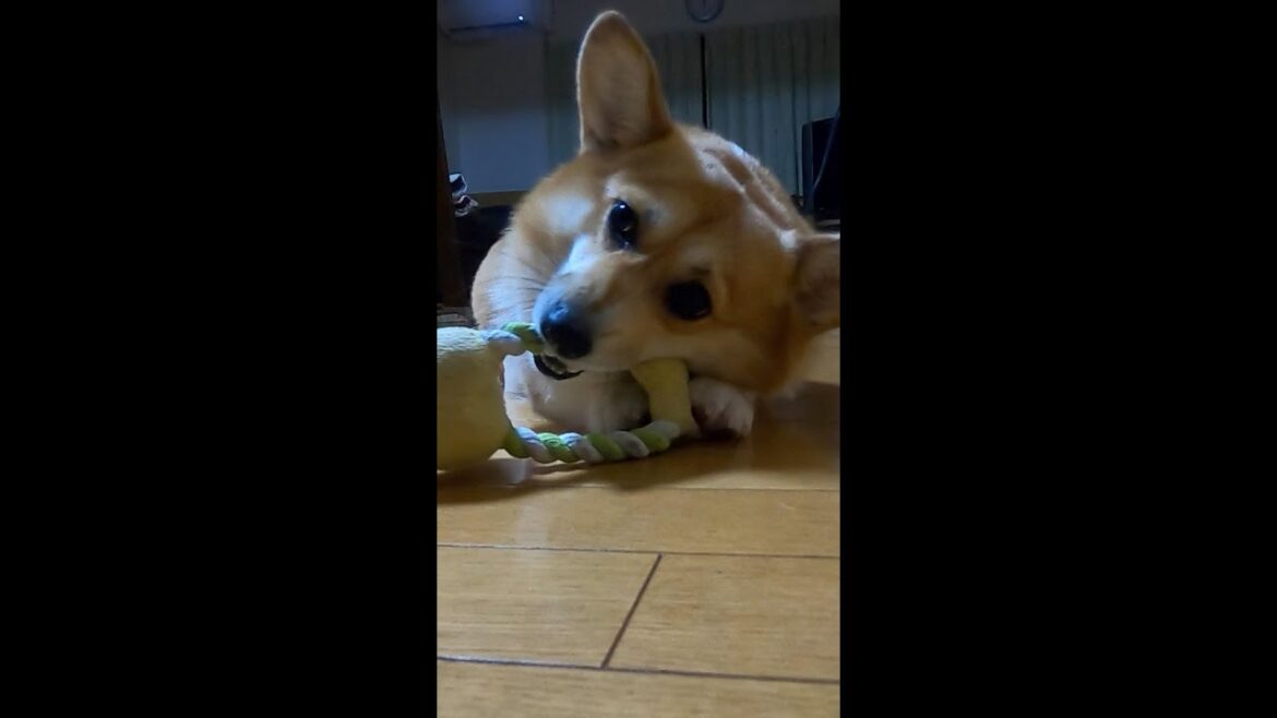 静かに遊ぶコーギー / dog playing quietly at night #shorts