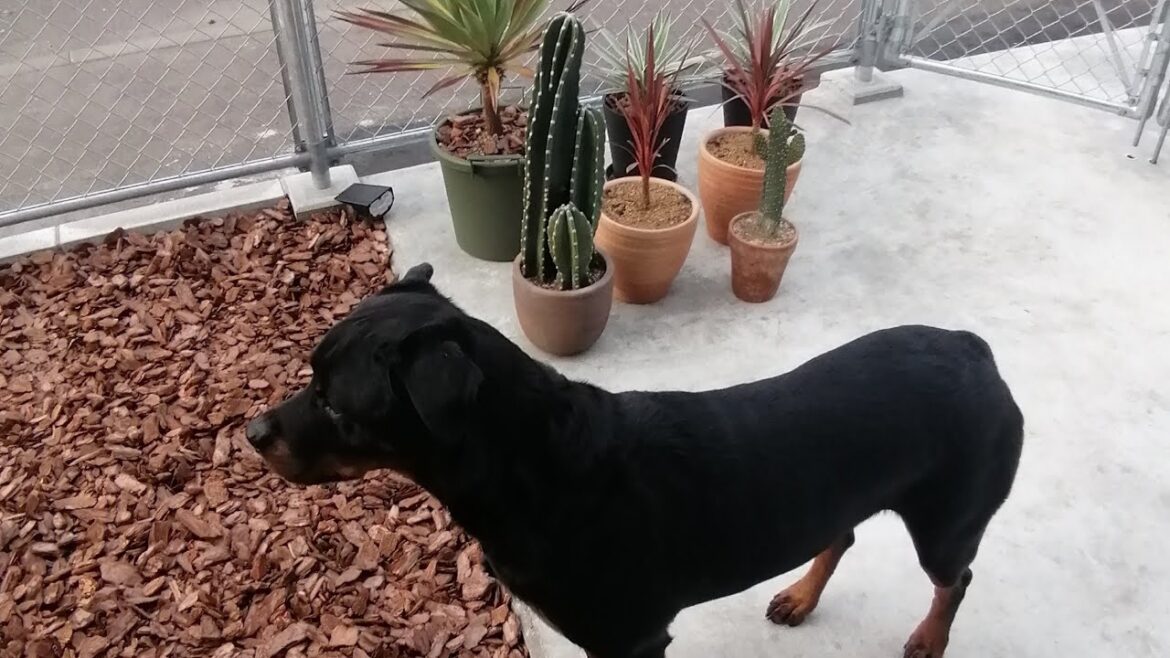 番犬ロットワイラーの甘えた吠え方。無いシッポをフリフリ