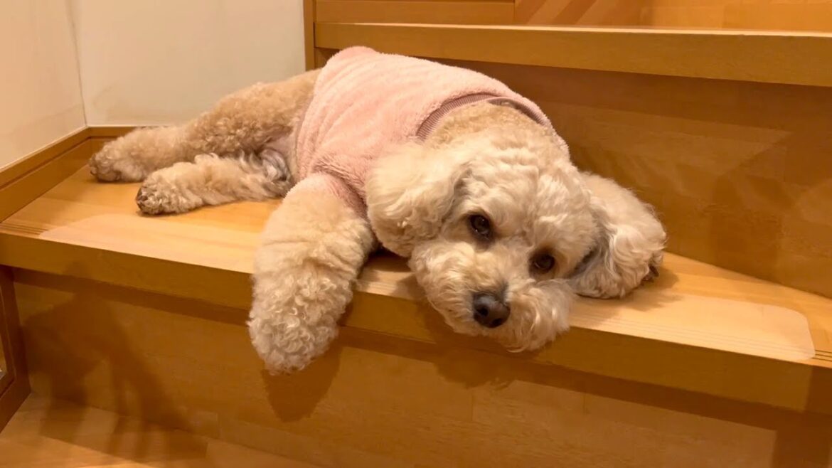赤ちゃん気分が抜けきれない大きいトイプードル【デカプー】【トイプードルのロアくん】【toy poodle】