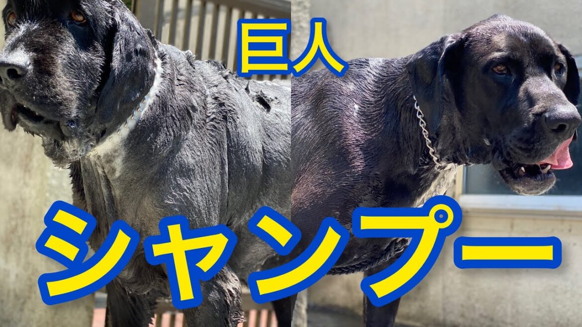 ニューファンドランドシャンプー🦍🚿 グレートデーンシャンプー🐕‍🦺🚿 超大型犬 大型犬 多頭飼育 渡辺ボス パパ ドッグ