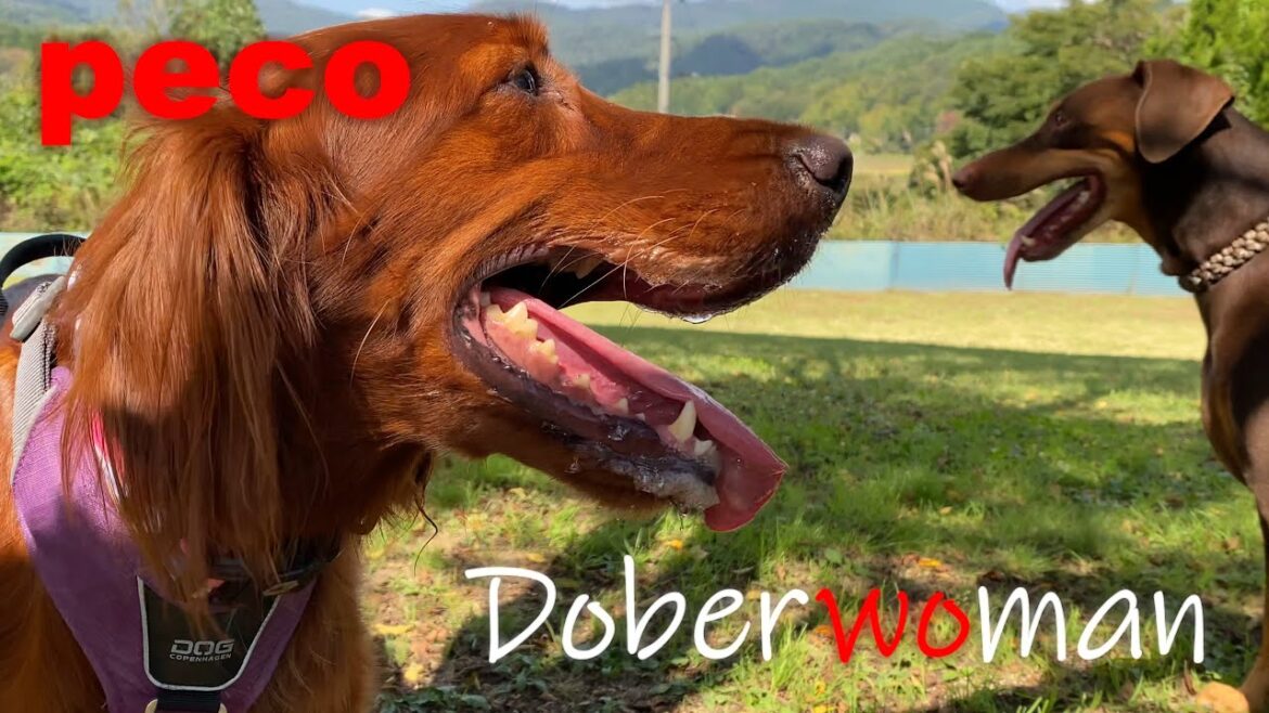 ドーベル ウーマン・Dober woman（peco　Doberman sisters）　アイリッシュセター（アイリッシュセッター） Irish Setor（Irish Setter）
