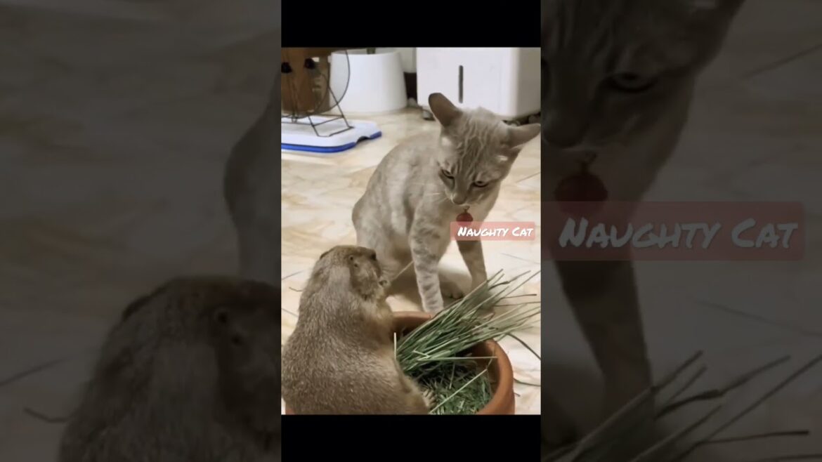 Funny😺😂cat videos🤣 2022😂 #shorts #youtubeshorts #cats #short #funny #pets #dogs #trynottolaugh