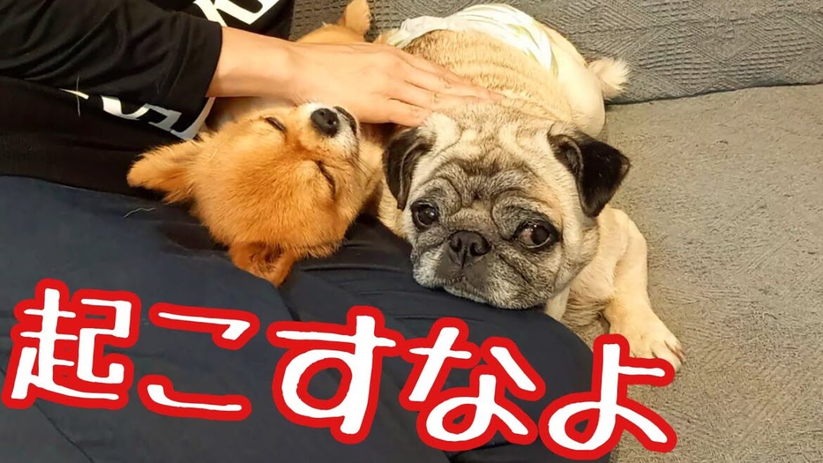 パグとチワワは動きたがらない！来客者が来て覚醒させよう！