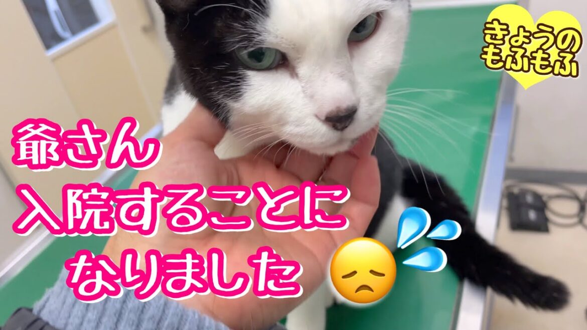 ふじ爺さんが入院することになってしまいました…【ビーグルさつきとポメと猫】