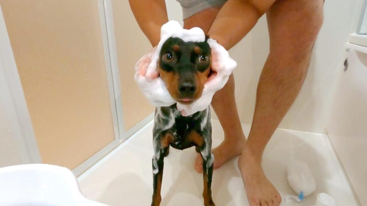 マイクロバブルを体験したかった犬【ミニピン】【お風呂】