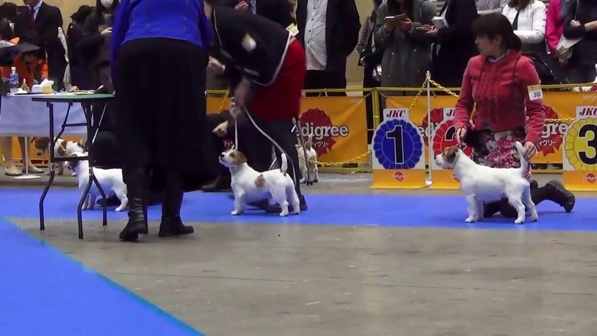 FCI東京インター ジャックラッセルテリア♂YA 2016/12/23