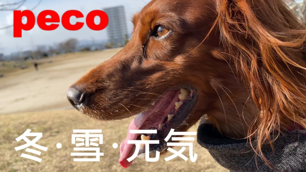 冬・雪・元気（peco　Winter・Snow・Energetic）　アイリッシュセター（アイリッシュセッター）Irish Setor（Irish Setter）