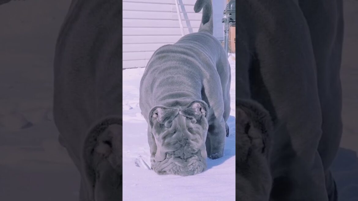 The mastiff dog