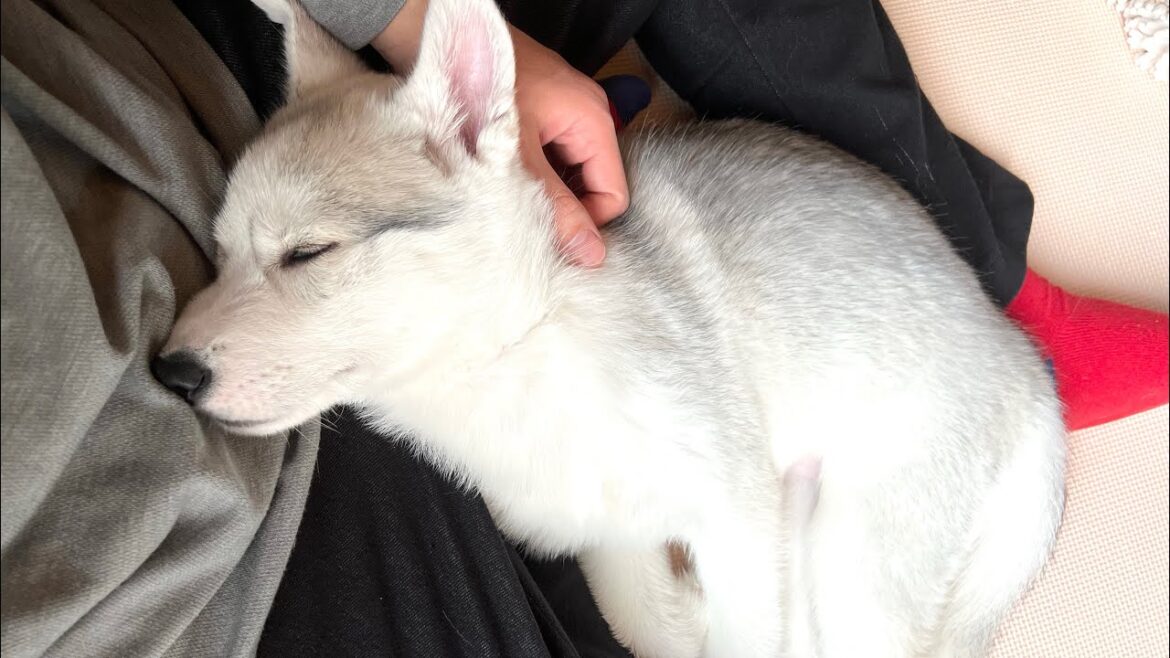 甘え上手なシベリアンハスキーの子犬