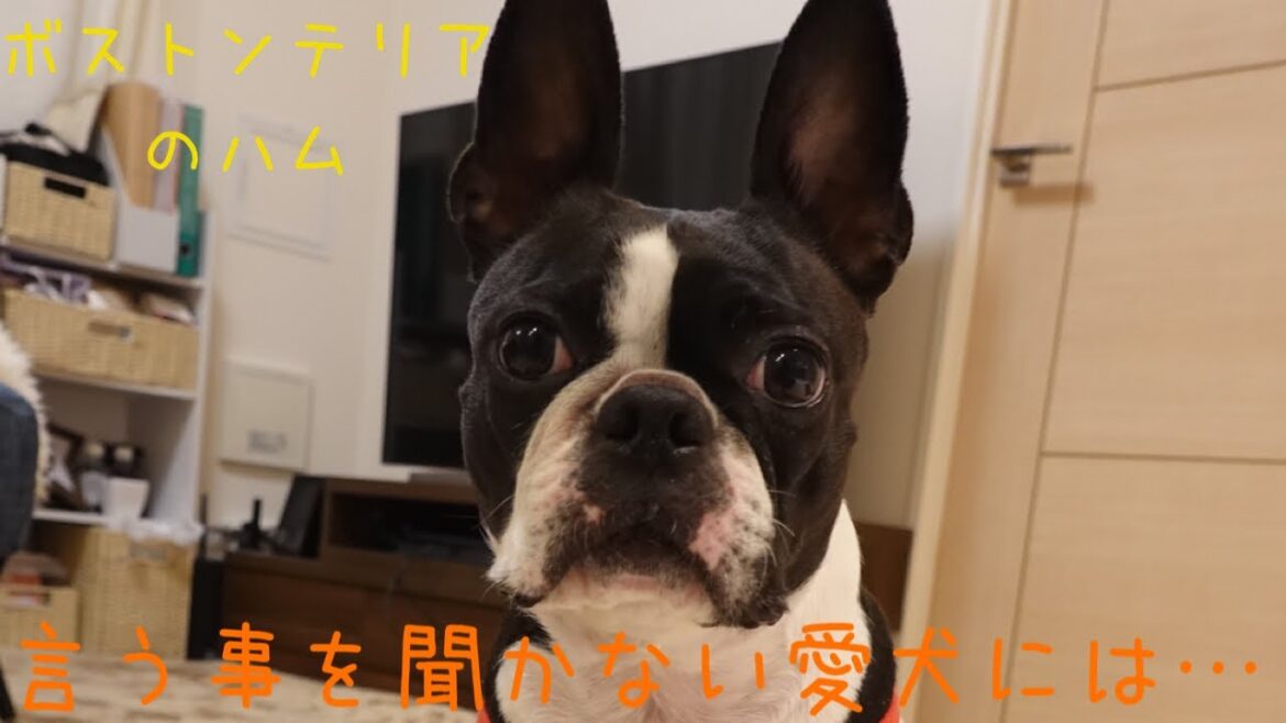 言う事を聞かないボストンテリアに言う事を聞かせる方法