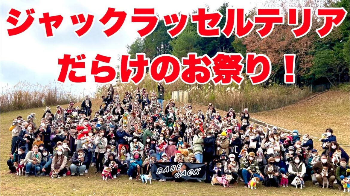 【お祭り】ジャックが大集合で大騒ぎ！［しゃべる犬 ジャックラッセルテリア］