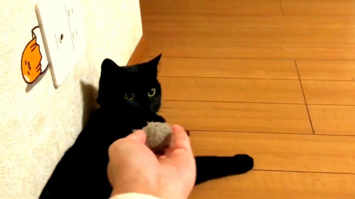 おもちゃを持ってくる猫 『ちー』#日本猫 #黒猫