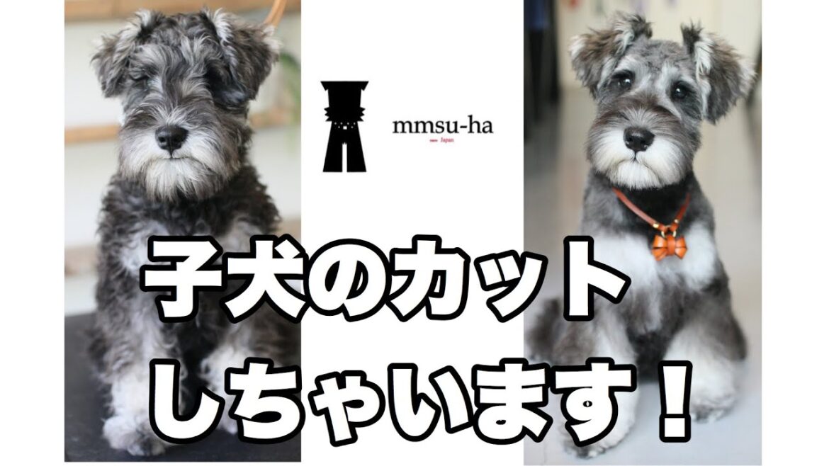 【子犬】ミニチュアシュナウザー /子犬のカット