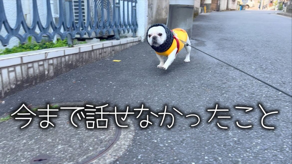 今まで話せなかったことを話します【フレンチブルドッグ frenchbulldog】