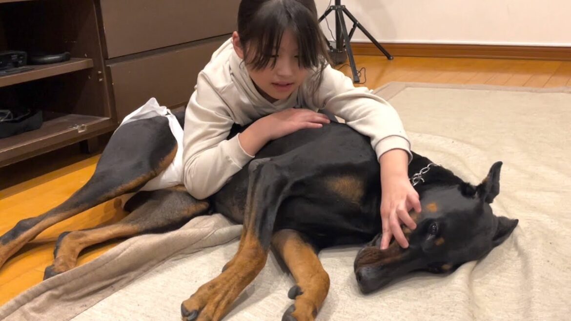 長女に何をされても怒らないドーベルマン