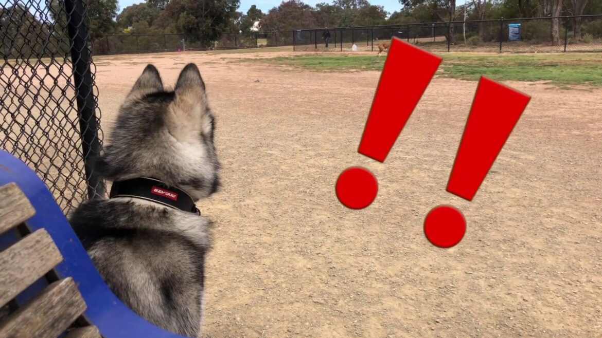 ドックランにて恥ずかしがり屋さんになるアラスカンマラミュート　Our shy little baby Alaskan malamute