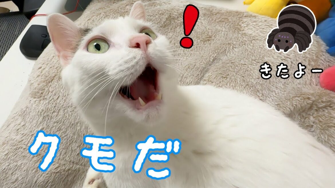 久々にクモさんが遊びに来たので猫に見せたいママ！！