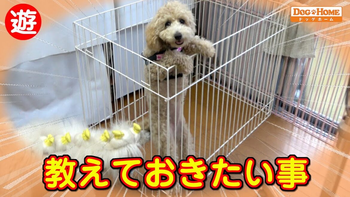 6ヵ月の子犬のヤンチャぶり:子犬の時にやるべきこと・好奇心旺盛な時期に色々覚えさせる 【トイプードルのプリンちゃんシャンプー編】 ୨୧∵トリミング サロン DOG HOME ドッグホーム∵୨୧ 6ヵ月の子犬のヤンチャぶり:子犬の時にやるべきこと・好奇心旺盛な時期に色々覚えさせる 【トイプードルのプリンちゃんシャンプー編】 ୨୧∵トリミング サロン DOG HOME ドッグホーム∵୨୧