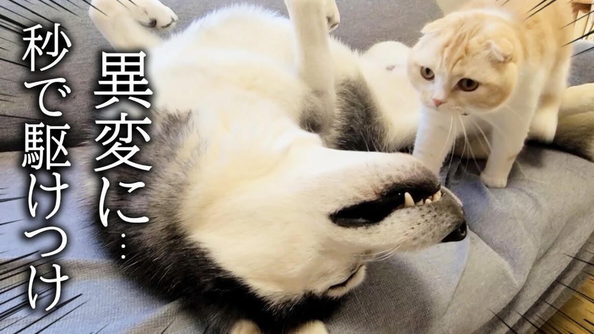 倒れてピクピクするハスキー犬を見た子猫の行動に驚きました...