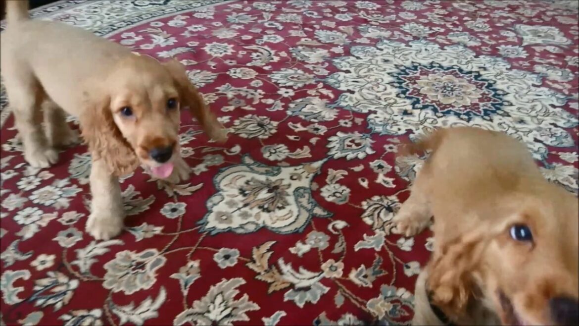 イングリッシュコッカースパニエル 子犬 生後64日