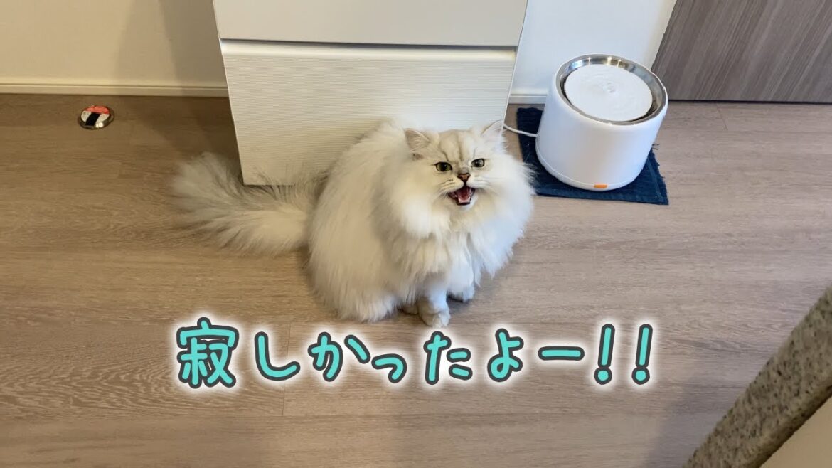 お留守番が寂しくてかわいい鳴き声で甘えてくる猫［ペルシャ猫］