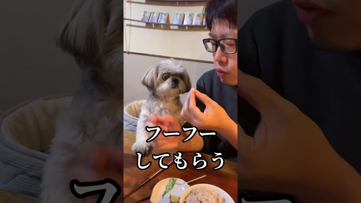イモと肉でケンカ勃発するも最後はKISS #shorts #犬 イモと肉でケンカ勃発するも最後はKISS #shorts #犬