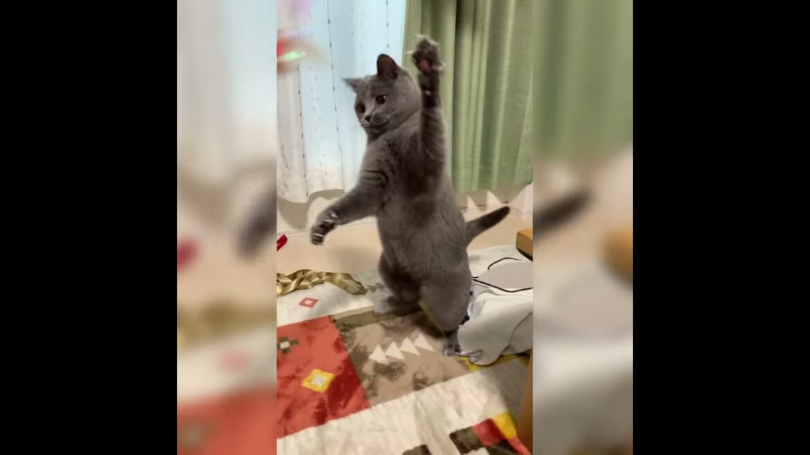 【シャルトリュー】奇抜な動き！スローモーションver【Chartreux cat】