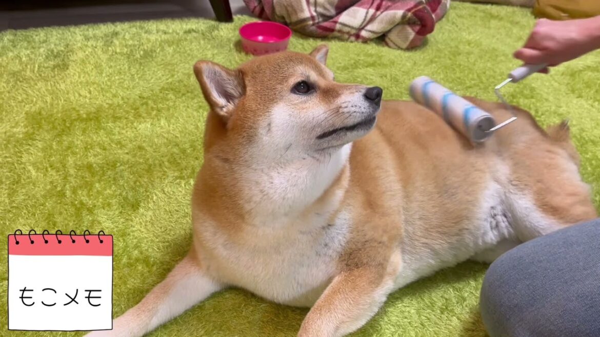 【換毛期】柴犬の衣替え。気まぐれな柴犬にブラッシングをするのは至難の業です