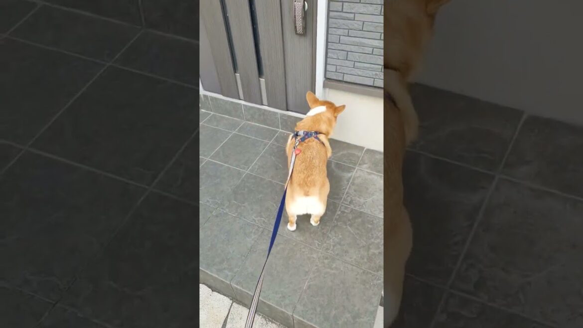散歩終わって家に帰るコーギー