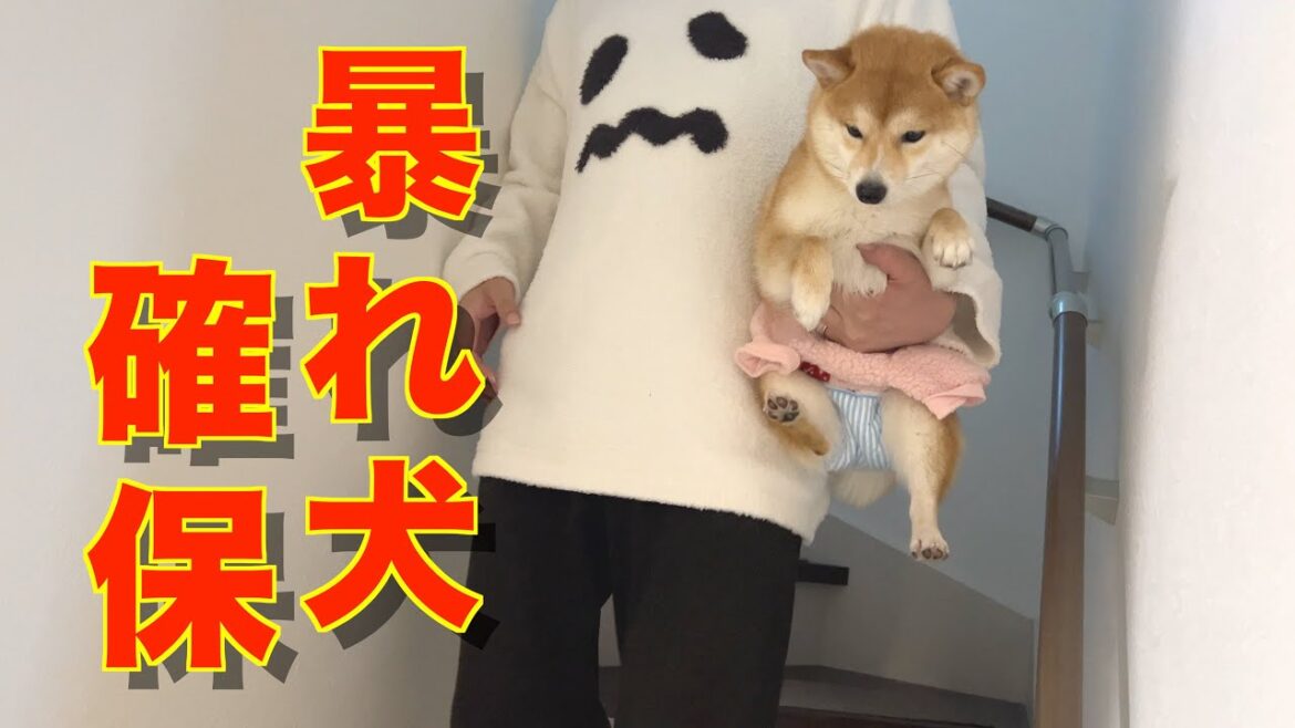 朝から元気過ぎる子犬に、疲れ果てる兄柴たち・・・