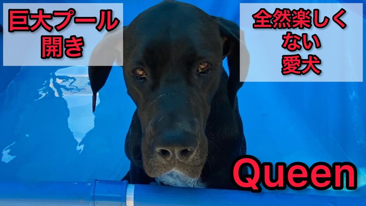 ドッグスイミングスクール先生パパと教え子 ニューファンドランドボス君 グレートデーンクィーンちゃん 大型犬 超大型犬 犬好き 優しい巨人
