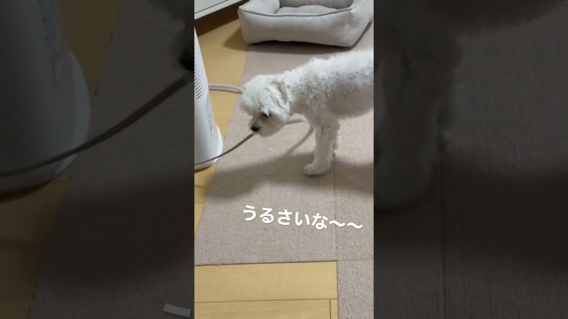 【注目！】ある言葉で態度が激変する犬マルチーズ#shorts #マルチーズ #犬