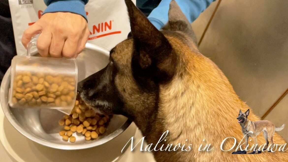 大型犬のドライドッグフードの与え方。こんな風に工夫して与えています。