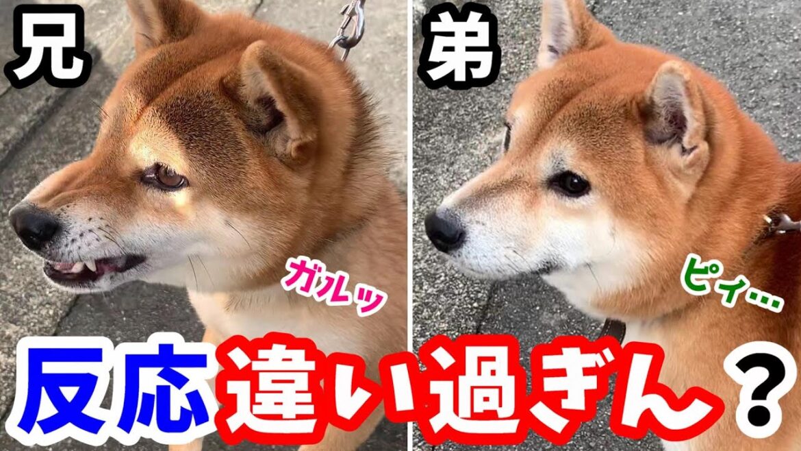 性格の違う柴犬を散歩中に近所の犬に合わせた結果・・・予想外の反応に出た！