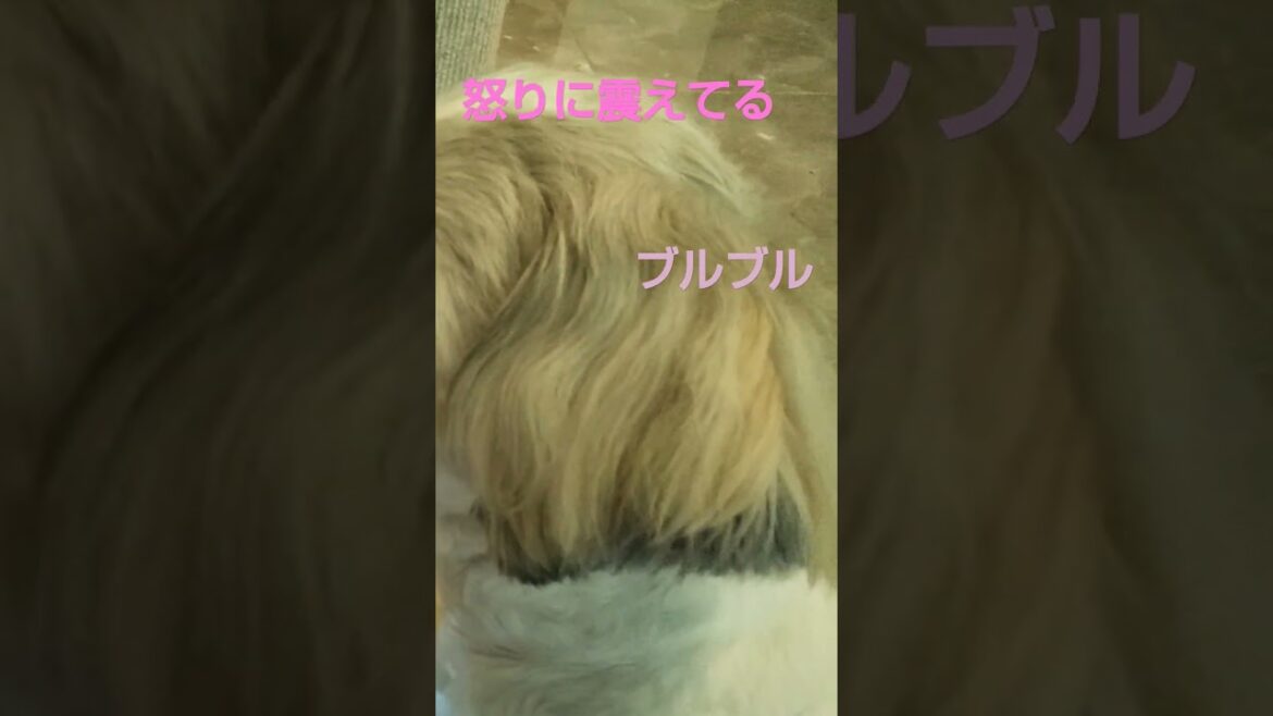 怒りに震えてるわんこ{シーズー}#shorts