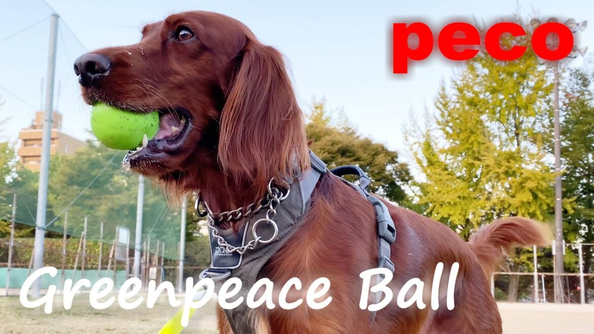 グリーンピース　ボール（peco　Greenpeace Ball  -Funny Friends- ）　アイリッシュセター（アイリッシュセッター）  Irish Setor（Irish Setter）