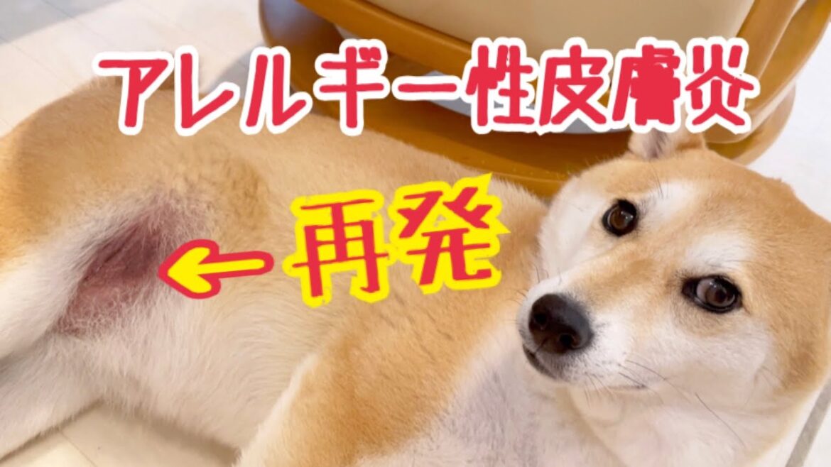 【柴犬 もみさん】アレルギー再発　皮膚炎を治しに病院へいきました(前編） Shiba Inu Momisan has developed allergic dermatitis