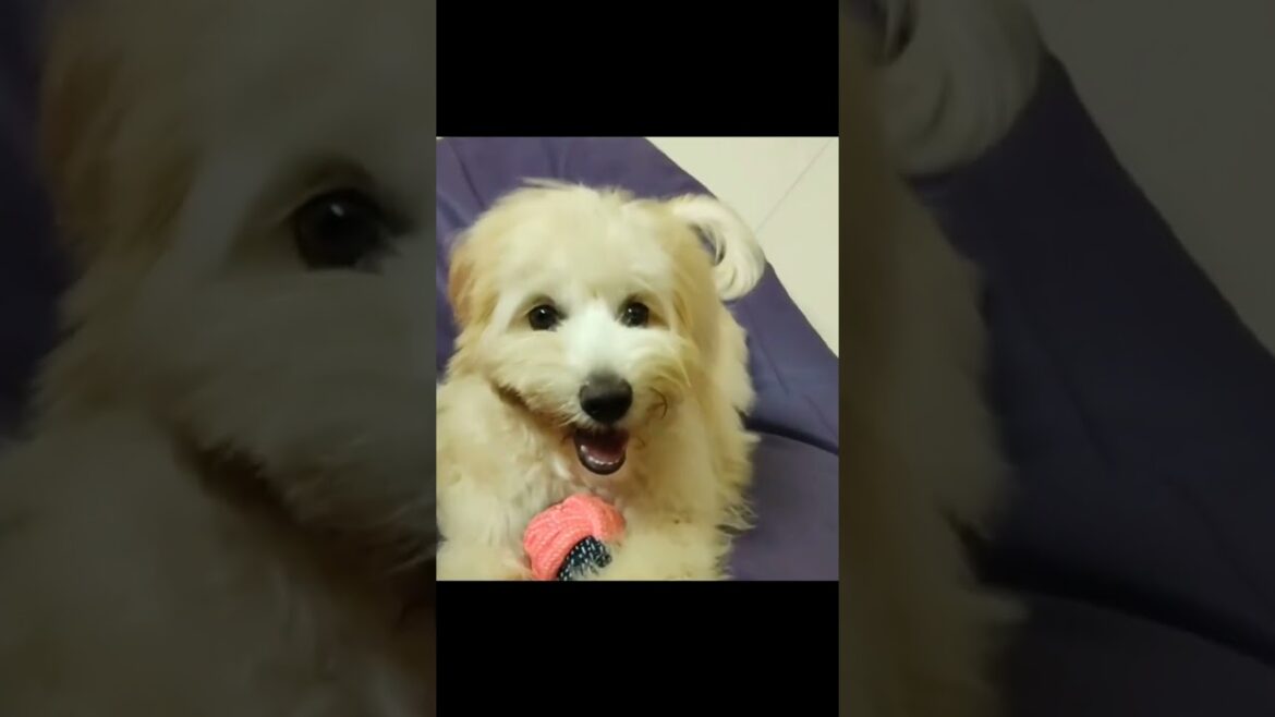 Eden - Lhasa Apso